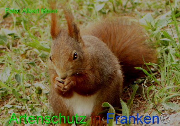 Copyright AiF - Albert Meier Bild zum Eintrag (91013-160)
