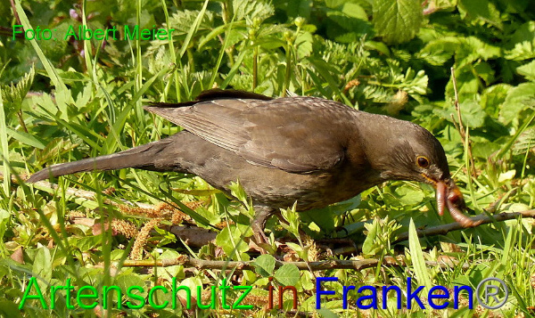 Copyright AiF - Albert Meier Bild zum Eintrag (91107-160)