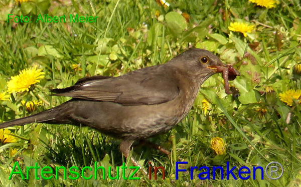 Copyright AiF - Albert Meier Bild zum Eintrag (91108-160)