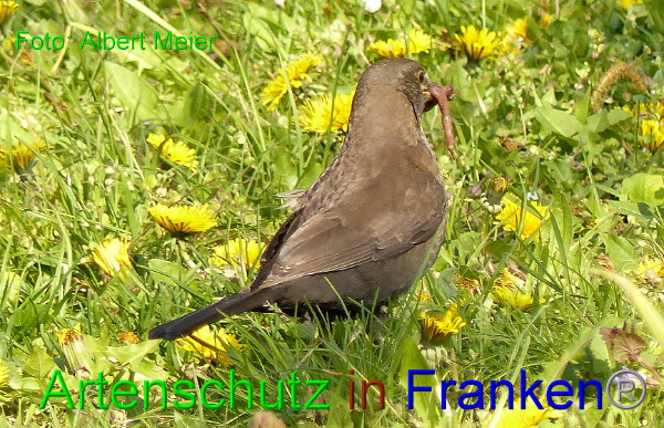 Copyright AiF - Albert Meier Bild zum Eintrag (91112-160)