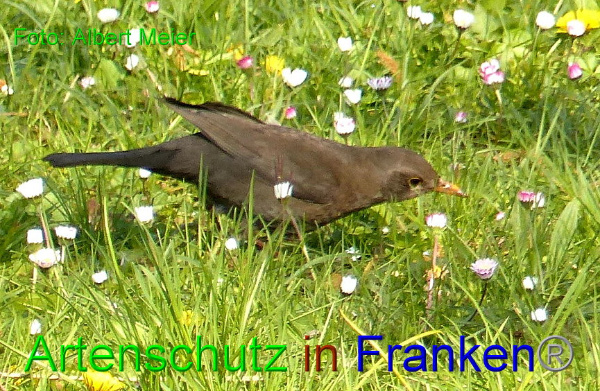 Copyright AiF - Albert Meier Bild zum Eintrag (91113-160)