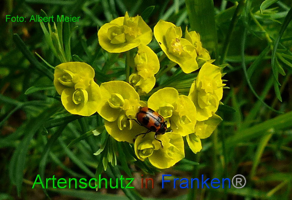 Copyright AiF - Albert Meier Bild zum Eintrag (91207-160)