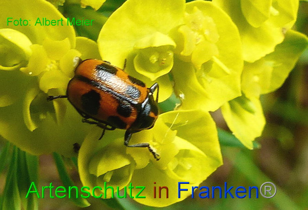 Copyright AiF - Albert Meier Bild zum Eintrag (91208-160)
