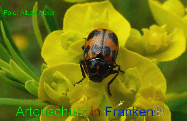 Copyright AiF - Albert Meier Bild zum Eintrag (91209-160)