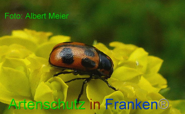 Copyright AiF - Albert Meier Bild zum Eintrag (91210-160)