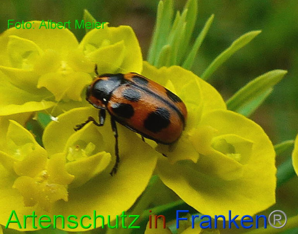 Copyright AiF - Albert Meier Bild zum Eintrag (91211-160)