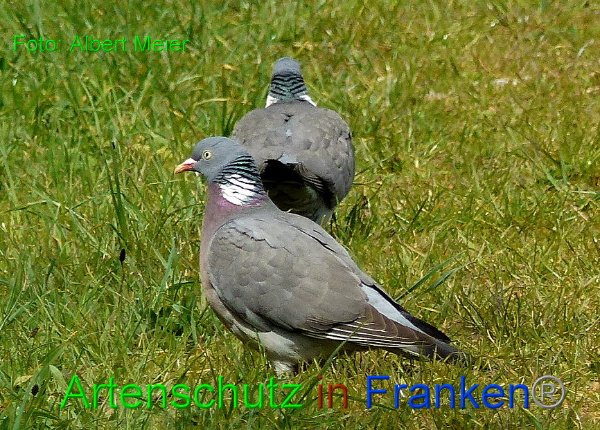 Copyright AiF - Albert Meier Bild zum Eintrag (91214-160)