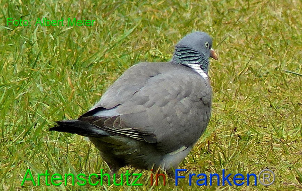 Copyright AiF - Albert Meier Bild zum Eintrag (91215-160)