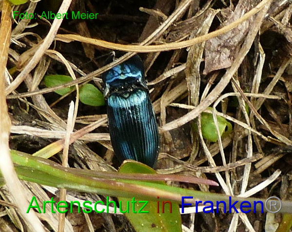 Copyright AiF - Albert Meier Bild zum Eintrag (91291-160)