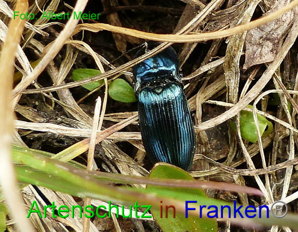 Copyright AiF - Albert Meier Bild zum Eintrag (91293-160)