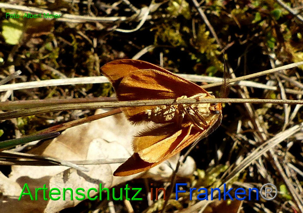 Copyright AiF - Albert Meier Bild zum Eintrag (91469-160)
