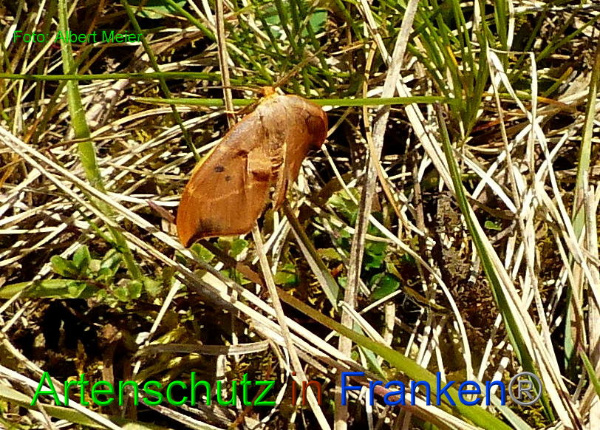 Copyright AiF - Albert Meier Bild zum Eintrag (91470-160)