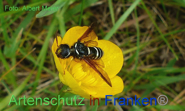 Copyright AiF - Albert Meier Bild zum Eintrag (91499-160)