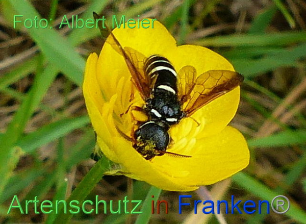 Copyright AiF - Albert Meier Bild zum Eintrag (91500-160)