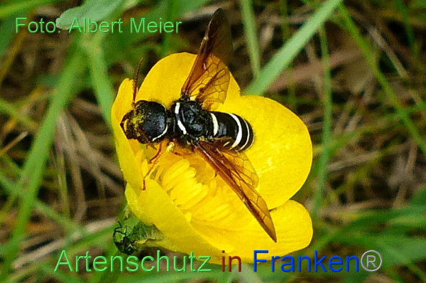 Copyright AiF - Albert Meier Bild zum Eintrag (91501-160)