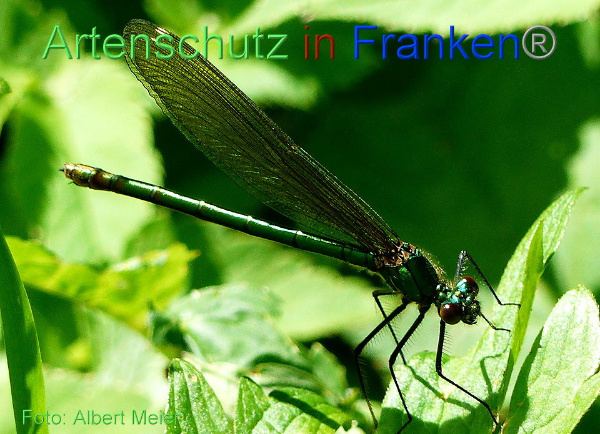Copyright AiF - Albert Meier Bild zum Eintrag (91563-160)