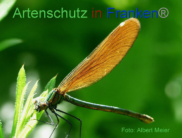 Copyright AiF - Albert Meier Bild zum Eintrag (91564-160)