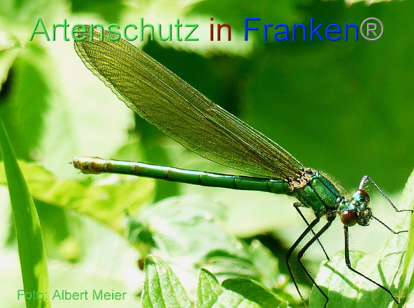 Copyright AiF - Albert Meier Bild zum Eintrag (91565-160)