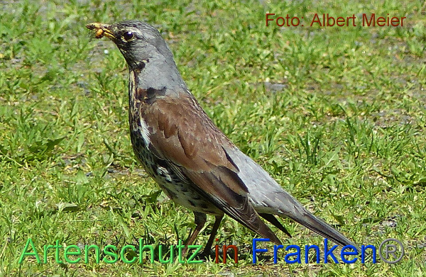 Copyright AiF - Albert Meier Bild zum Eintrag (91601-160)