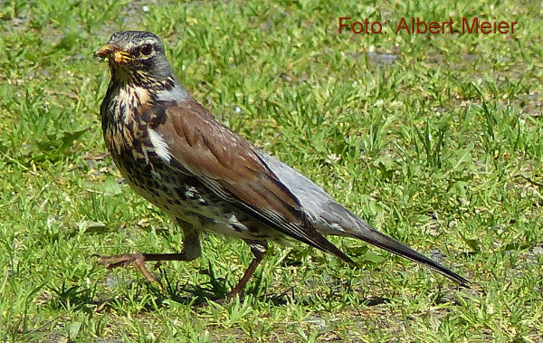 Copyright AiF - Albert Meier Bild zum Eintrag (91602-160)