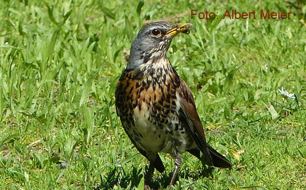 Copyright AiF - Albert Meier Bild zum Eintrag (91604-160)