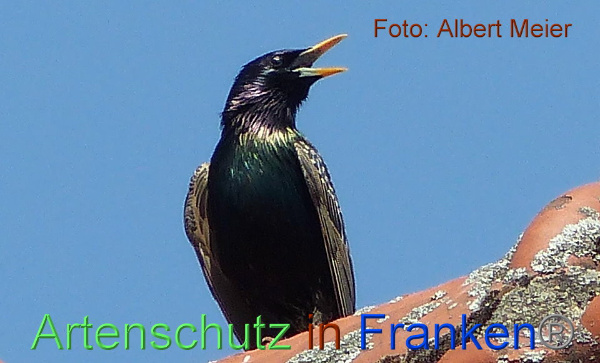 Copyright AiF - Albert Meier Bild zum Eintrag (91606-160)