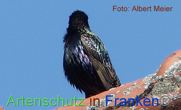 Copyright AiF - Albert Meier Bild zum Eintrag (91607-160)