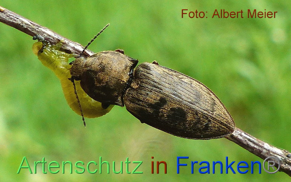 © Artenschutz in Franken® Bild zum Eintrag (91625-160)