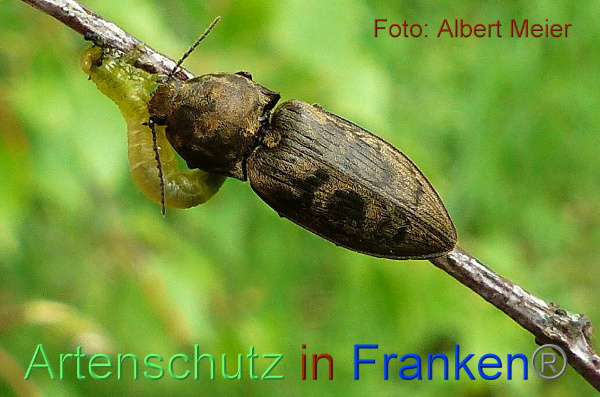 Copyright AiF - Albert Meier Bild zum Eintrag (91626-160)