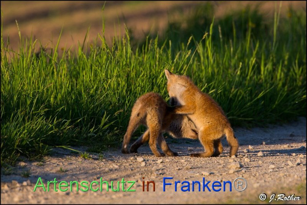 Copyright AiF - Albert Meier Bild zum Eintrag (91812-160)