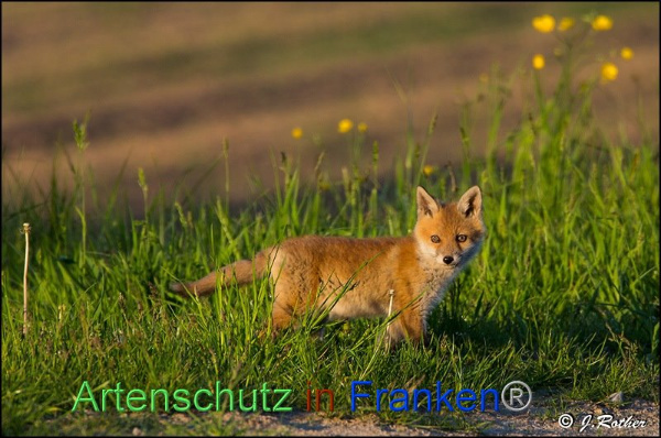 Copyright AiF Johannes Rother Bild zum Eintrag (91820-160)