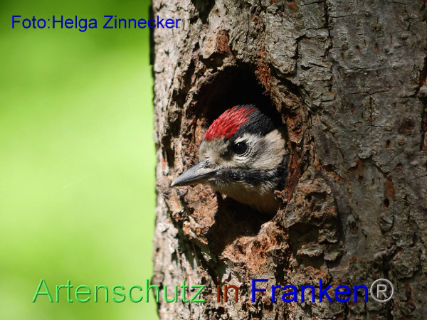 Copyright AiF - Helga Zinnecker Bild zum Eintrag (91843-160)