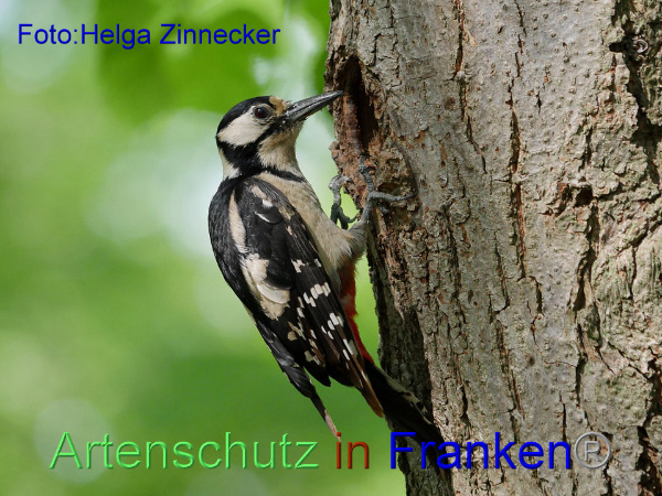 Copyright AiF - Helga Zinnecker Bild zum Eintrag (91844-160)