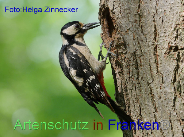 Copyright AiF - Helga Zinnecker Bild zum Eintrag (91847-160)