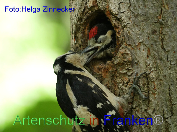 Copyright AiF - Helga Zinnecker Bild zum Eintrag (91848-160)