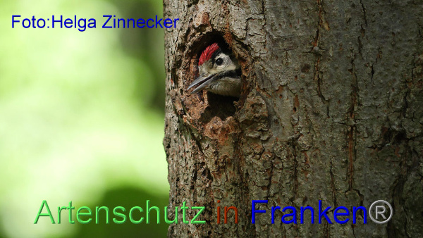 Copyright AiF - Helga Zinnecker Bild zum Eintrag (91849-160)