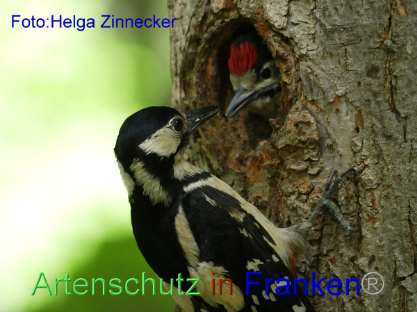 Copyright AiF - Helga Zinnecker Bild zum Eintrag (91850-160)
