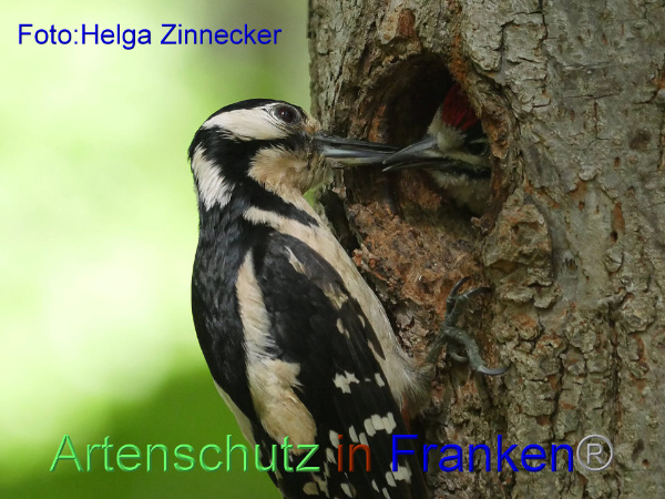 Copyright AiF - Helga Zinnecker Bild zum Eintrag (91851-160)