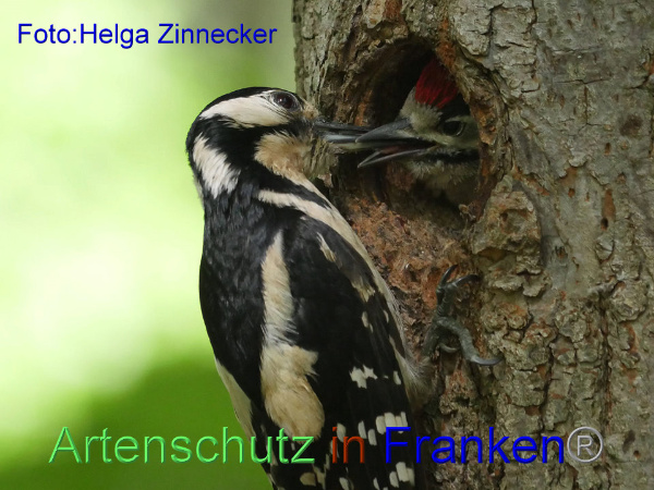 Copyright AiF - Helga Zinnecker Bild zum Eintrag (91852-160)