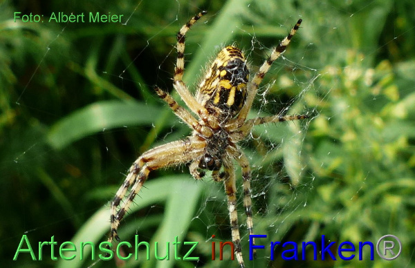 Copyright AiF - Albert Meier Bild zum Eintrag (91863-160)
