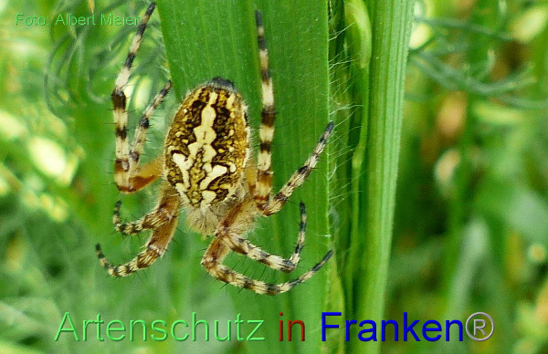 Copyright AiF - Albert Meier Bild zum Eintrag (91865-160)