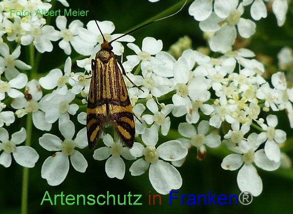 Copyright AiF - Albert Meier Bild zum Eintrag (91870-160)