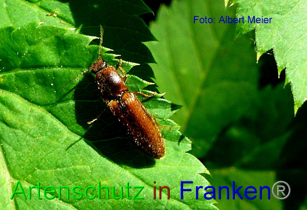 Copyright AiF Albert Meier Bild zum Eintrag (91941-160)