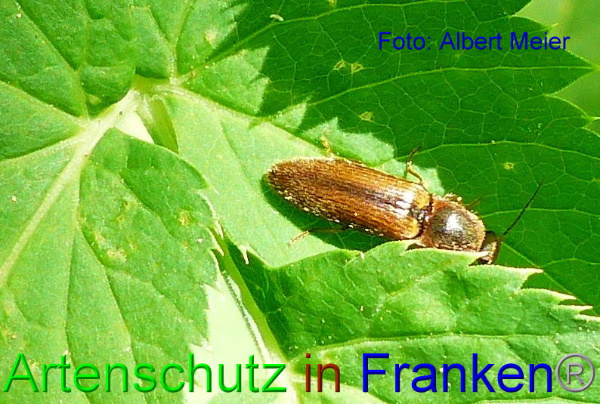 Copyright AiF Albert Meier Bild zum Eintrag (91942-160)