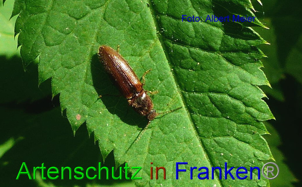 Copyright AiF Albert Meier Bild zum Eintrag (91943-160)