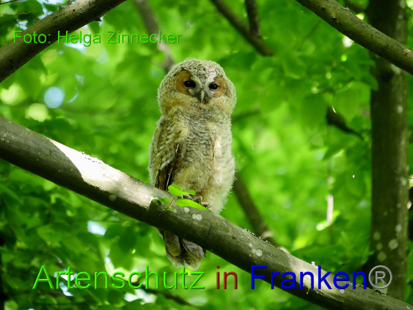 Copyright AiF helga Bild zum Eintrag (91964-160)