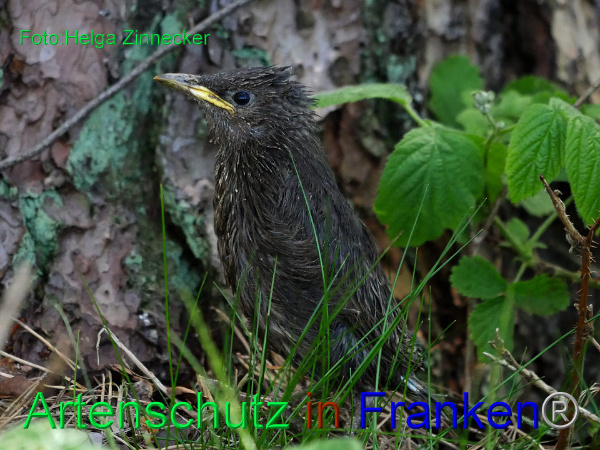 Copyright AiF - Helga Zinnecker Bild zum Eintrag (92015-160)