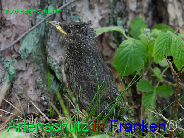 Copyright AiF - Helga Zinnecker Bild zum Eintrag (92016-160)