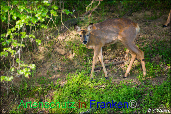 Copyright AiF Johannes Rother Bild zum Eintrag (92033-160)