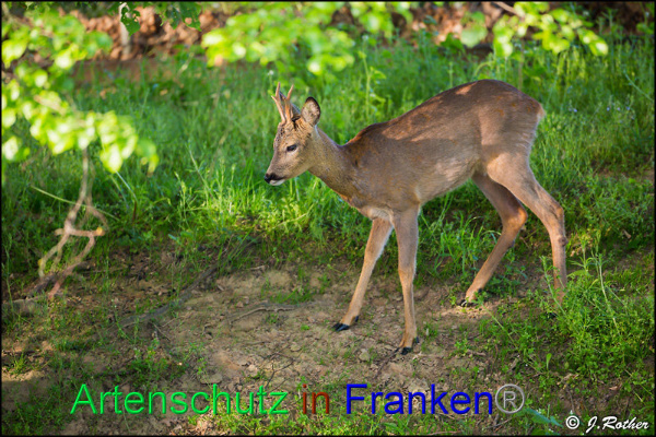 Copyright AiF Johannes Rother Bild zum Eintrag (92035-160)